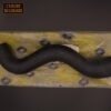 Durite supérieure de radiateur – Image 2